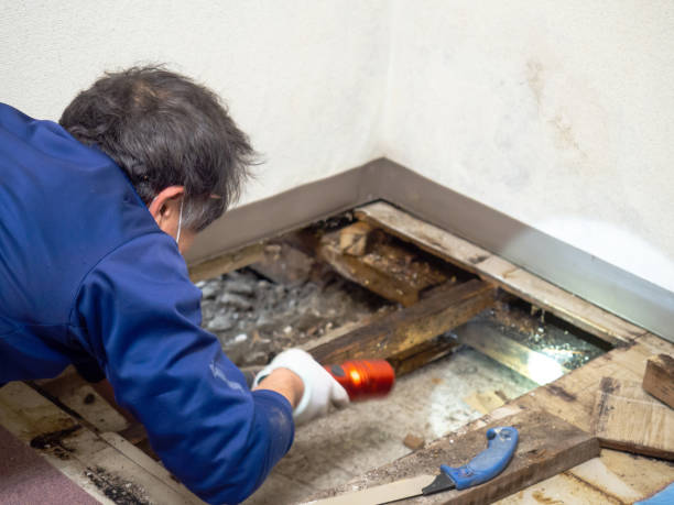 Best Mold Testing and Inspection Services in Strathmore, NJ