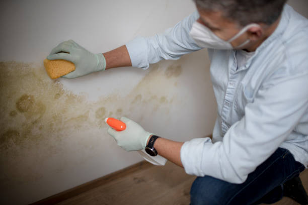 Professional Mold Remediation in Strathmore, NJ