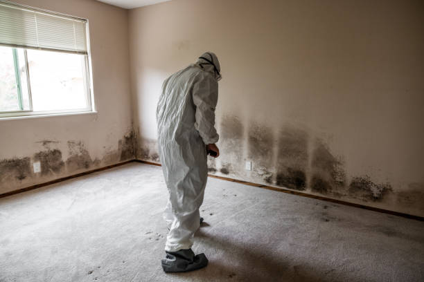 Best Black Mold Remediation in Strathmore, NJ