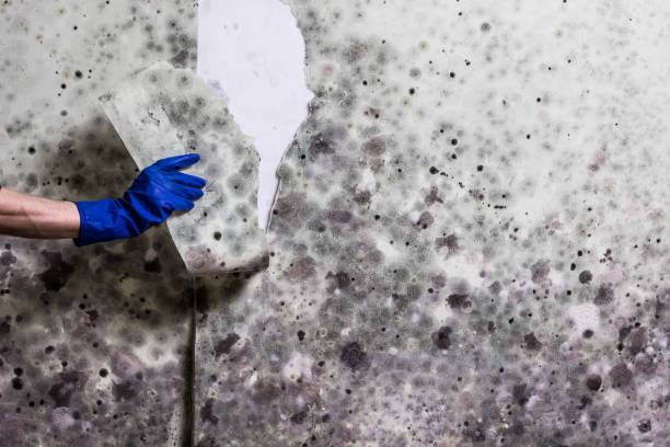 Best Industrial Mold Remediation in Strathmore, NJ