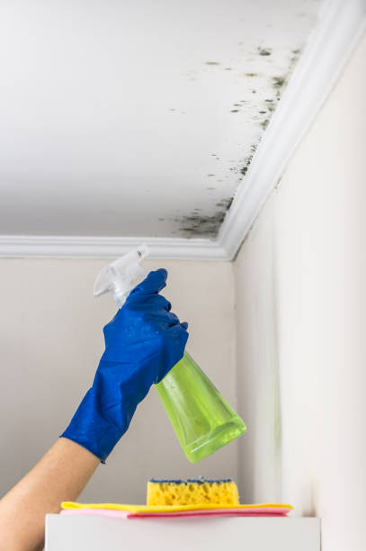 Best Commercial Mold Remediation in Strathmore, NJ