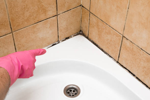 Best Insurance-Related Mold Remediation in Strathmore, NJ